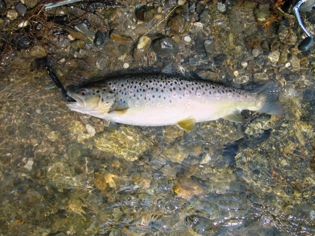 welche Rollengröße Spinnfischen